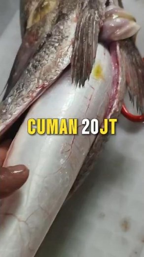 Gelembung Ikan ini Sangat Mahal #fish #fishing #mustwatch