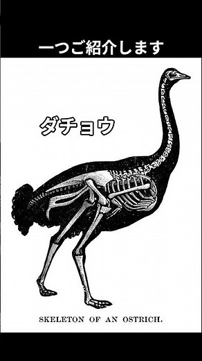 短すぎる前足は、何のためにあったのか #ティラノサウルス #dinosaur #古生物 #恐竜