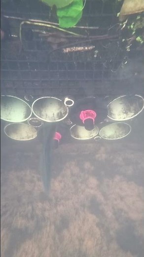 Blueback Herring Pour Through the Mianus River Fishway Counting System