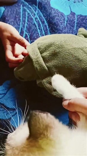 #cat gato amasando