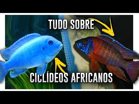Saiba TUDO sobre Peixes Ciclídeos AFRICANOS! TUDO MESMO! Com William Sugai da Aquanimal