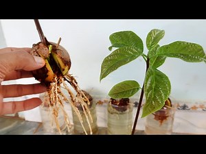 How to Grow Avocado from Seed for Beginners, Grow Avocado in Water