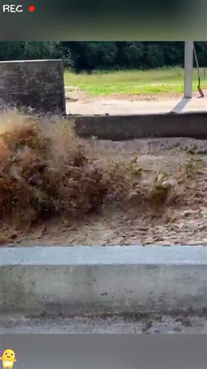 Cleaning A Massive Farm In Just 10 Seconds ⏱️✨ #Farming #Agriculture #Cows #DairyFarm #Technology