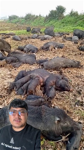 Sungur sutai vaneko yesto po ho hernus #trending #agriculture #farming #pig #pork #animals #wow