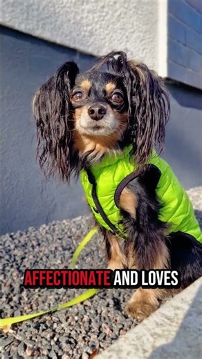 The Only 3 Dogs You Should Consider For Your Family 🏠🐾 #dogtips #familydog #shorts