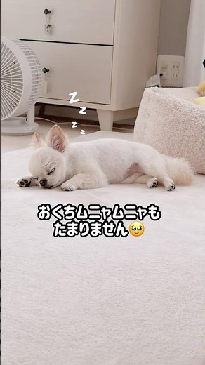 めっちゃ可愛いポーズで寝る犬うにちゃん♡ #sleepingdogs #cuteanimals #チワワ #癒し