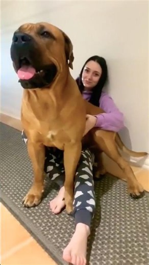 Little Lap dog Compilation #lapdog #trendingshorts #dogs #shortsfeed