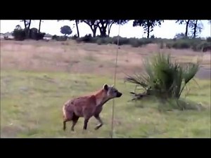 Cheetah vs hyena real fights