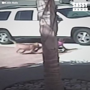 134K views · 4.1K reactions | This kid will surely be a cat person for life!  | Sassy | Facebook