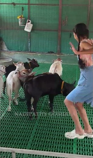 "Divine Joy in Small Packages ✨🐄" #cow #cute #wow #lol #omg #now #viral #video #videos