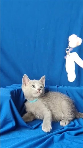 Kira Russian Blue Female