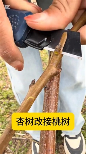 Apple Plant Grafting Tips | Easy Grafting Method for Beginners | 100% Success Guide
