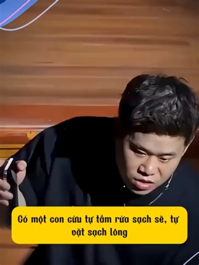 Cừu Vui Vẻ và Sói Xám: Video Độc Đáo