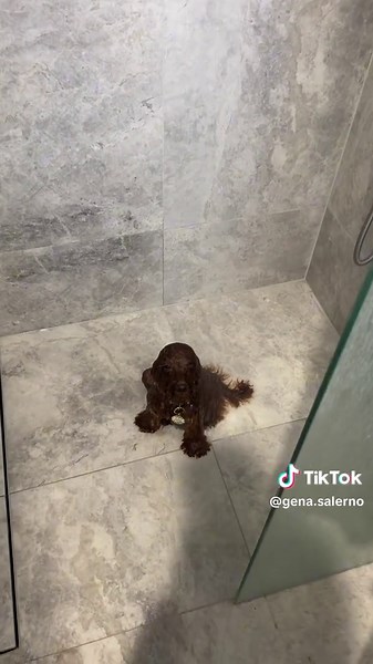 Funny Dog's Hilarious Post-Shower Antics Caught on Camera