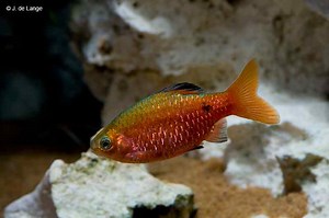 Pethia conchonius - Pracht Barbeel - AquaInfo