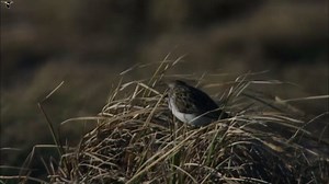Semipalmated Sandpiper Sounds, All About Birds, Cornell Lab of Ornithology