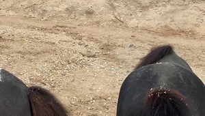 2.4K views · 54 reactions | Second introduction video showing Poppy more interested in the fence line where Milly and Toasty are. | R&R Ranch Minis | Facebook