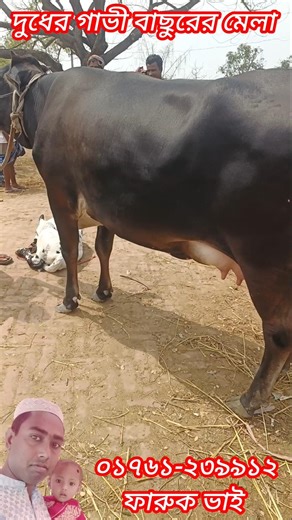 Holstein Friesian Australia and Jersey Cattle Fair..At the North Bengal Cattle Market..At the Son...