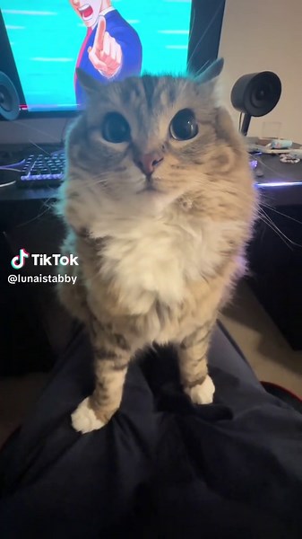 Engine Running Sounds for Your Cat