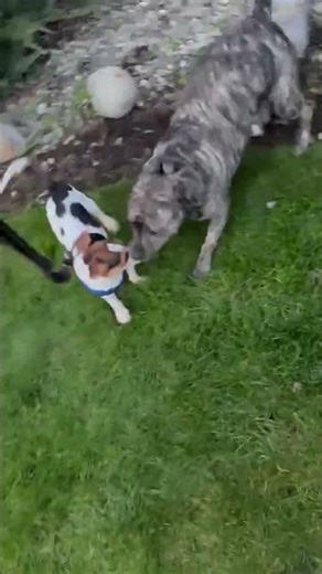 Video of adoptable pet named Turbo a young Beagle-Chihuahua mix