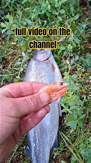 How to catch trout with shrimp? #fishing #show #carpfishing #fish #spinning #shortstiktok