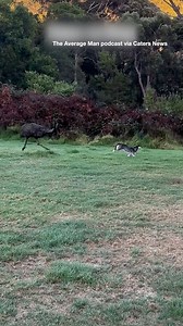 Poor puppy! This emu did not relent as it chased down a puppy dog in Western Australia. | News.com.au