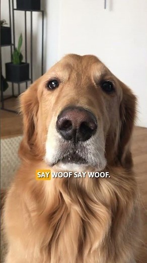 Adorable Dog Refuses to Bark on Command