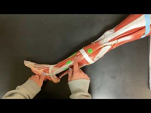 Muscles of the Lateral and Anterior Lower Leg_Quiz Review Video