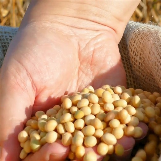 grãos de soja