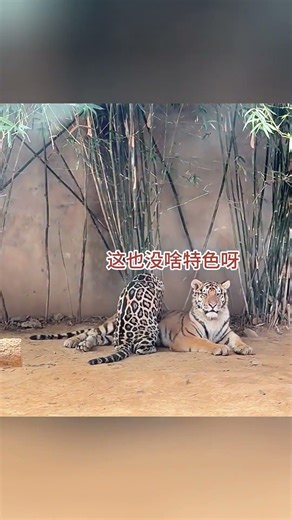 Business Master Leopards: Unleash Your Inner Entrepreneur