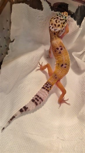 we are catching geckos #reptiles #gecko