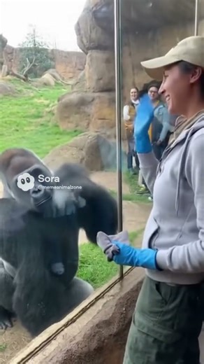 Gorilla Waves at Window Cleaner — The Cutest Workday Surprise! 🦍👋#funny #zoo#animals #viral #shorts