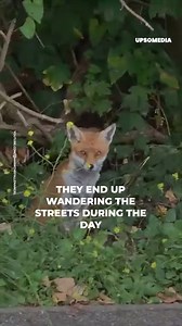 They tried to help a disoriented fox in a parking lot, what they didn't know is that its life had ended months ago. | The Kiwi