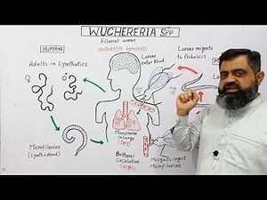 Life Cycle of Wuchereria English medium ‪@prof.masoodfuzail‬| Filarial Worm | Elephentiasis |