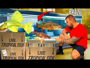 FOUND some of the BEST PREDATOR FISH FOR AQUARIUM “BRAZIL UNBOXING”