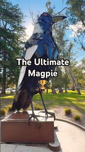 The Most Amazing Biggest Magpie in the World! 🌎 🐧🏆💥 #bird #amazing