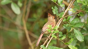 42K views · 5.1K reactions | Northern Cardinal, female, singing (Cardinalis cardinalis) Maine, Minnesota, Texas, New Mexico, Arizona, California, Mexico, Belize, Guatemala. | BIRDS & Nature | Facebook