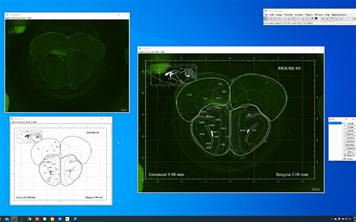 Fiji ImageJ 第12讲——脑片的荧光图像与脑区图像的叠加