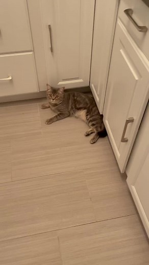 Mr Caleb does NOT like cleaning day #RBCPodiumPose #cutieCaleb #bengalsoftiktok