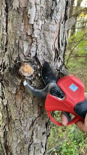 Short & Punchy) The Most Powerful Electric Pruning Shears for Your Garden!⚡Tree Cutting Tool#viral