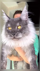 Our beautiful 😈Loki at only 10.5 months old💪! 🌐All general info can be found on our website tasselears.com).❤️I want to express my deep gratitude to everyone for their support🙏✅Everything will be 🇺🇦Ukraine🇺🇦#catoftheday #bigcat #mainecoon #cutecat #ilovemycat #fluffycat #petfriendly #purrfect #meow | Tassel Ears Maine Coon Cattery