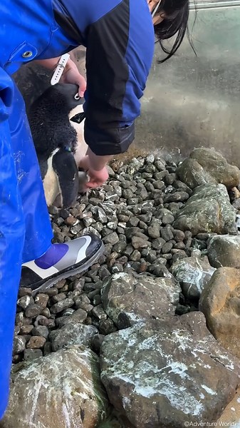 【成長を見守ってください♪】 アデリーペンギンの赤ちゃん🐧 現在6羽がスクスク成長中！ ～アデリーペンギン～ 分類：ペンギン目 ペンギン科 #アドベンチャーワールド #ペンギン アドベンチャーワールド公式Facebookでは、動物たちのSmileあふれる動画や写真を毎日投稿中！ いいね＆フォローをよろしくお願いします♪ —--------------------------------------------------------------------------------- 冬季限定の夜間イベント「ナイトペンギンツアー」🐧 12月27日(土)〜2月23日(月)の期間中、19日間限定で開催🌟 ペンギンたちの“夜の素顔”を静かに観察できる没入型ナイトツアー 普段の営業時間中には見られない落ち着いた環境で、ペンギンたちの鳴き声・しぐさ・息づかいなど、細かな“いのちの気配”を感じられます。 ＼1・2月開催分 好評販売中 ／ ▽詳しくは https://www.aws-s.info/nightsafariwinter2026 ※12月分は完売いたしました。 | アドベンチャーワール