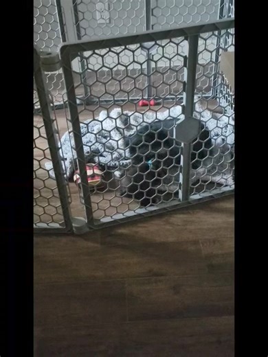 Good video of inappropriate Puppy Behavior. They just have to learn not to bite, jump on bodies, jump on heads etc. I always tell my owners not to scold the adult dog for growling and discipling the new puppy. When they get their fill of the puppy's antics they will start to teach them appropriate behavior. I wish I knew who sent me this video, but I've placed a lot of Salt & Peppers in the past 2 months, and I have no clue! #miniatureschnauzer #puppy | Texas T's Teacup and Toy Schnauzers