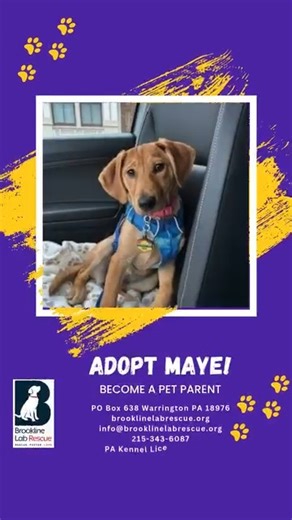 Maye is a 4-month-old lab mix who came into Brookline's care (along with her littermates) after her mom passed. Though she had a challenging start to life, losing her mom at such a tender age, she is a real dynamo who embraces all that life has to offer. Maye would be perfect for a range of people: single, a couple, or a family with kids, and a range of living situations, apartment, townhouse, single family home, urban, suburban, or rural. Maye is very smart and catches onto routines quickly and
