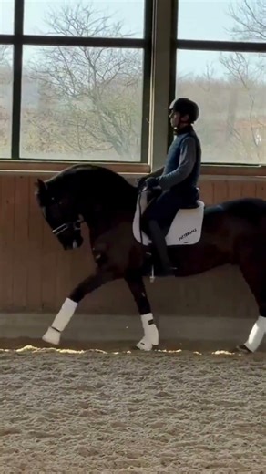 Black Lusitano Gelding ✨ Portuguese Champion (Working Equitation)