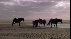 In the Atlantic Ocean off the coast of Nova Scotia, Canada, there is an Island that is home to hundreds of wild horses: Sable Island  This mystical and magical island is a refuge for more than 400 horses that are as free as the wind  | Horse TV HD | Facebook