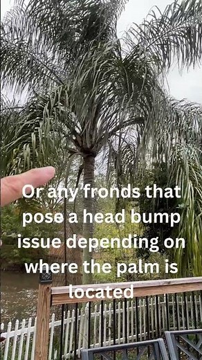 DIY'S: Prune Your Palm Trees Easy Tips!
