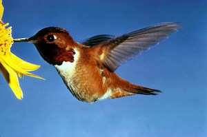 Rufous Hummingbird
