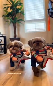 The last one is soo good 😭 Best dog halloween costumes i’ve seen #funnydogs #funnyanimals #funnypets #fyp #foryou #dog #pets #dogs #funnydog #dogmoments | World Championships of Performing Arts - WCOPA