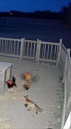 Midnight Fox Attack Caught on Camera 😱 | Shocking Farm AI CCTV Footage